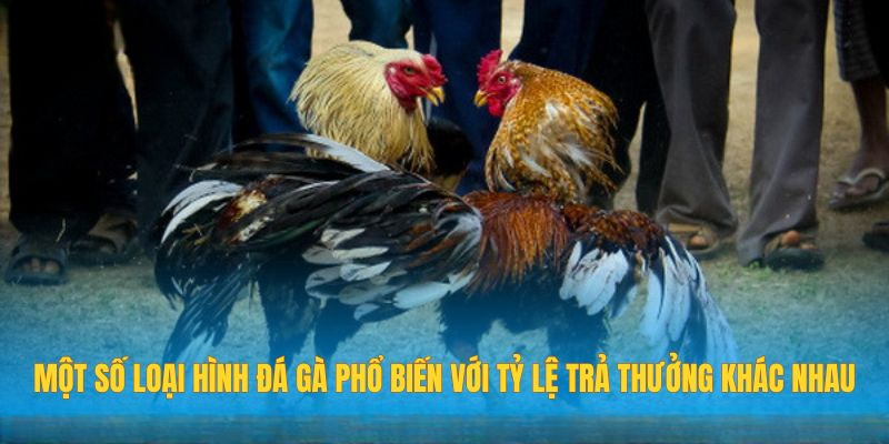 Đá Gà Kubet – Kinh Nghiệm Hay Từ Người Chuyên Nghiệp